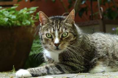 猫 宿醉 家畜 家猫 鲭鱼 猫脸 猫眼 晶须 野生动物