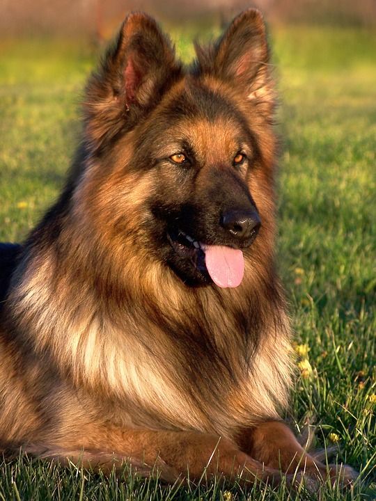 狗 朋友 德国牧羊犬 头发 长头发 动物 男人的朋友 种族 喜悦