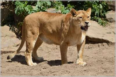 狮子 母狮 野生动物 猎人 动物 动物园 Artis 阿姆斯特丹