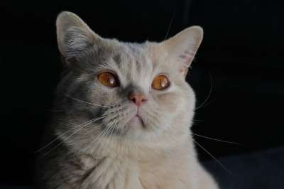 猫 小猫 英国短毛猫 毛皮 蓬松的 柔软的 肖像 动物 哺乳动物