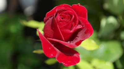玫瑰 红色的 露 花 植物 红花 花瓣 红色花瓣 玫瑰花瓣