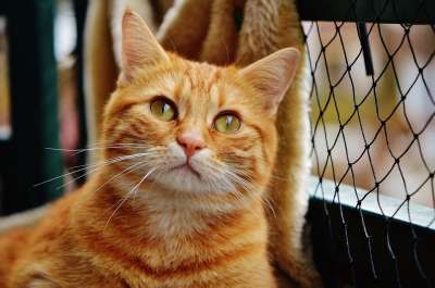 猫 宿醉 红色的 可爱的 鲭鱼 老虎 舒适 动物 家猫 毛皮