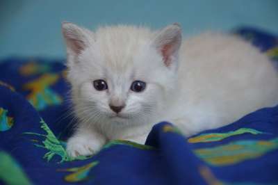 小猫 猫 欧洲猫 胡同猫 猫蓝色的眼睛 动物