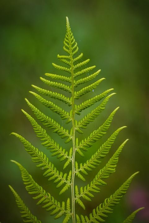 蕨 植物 绿色 光合作用 叶子 性质 开放作物