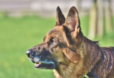 牧羊犬 德国牧羊犬 老德国牧羊犬 狗 鼻子 头 坐 看门狗