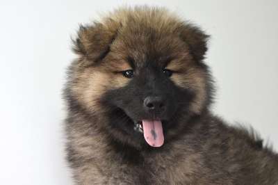 欧亚大陆 纯种狗 小狗 犬类 狗 宠物 动物