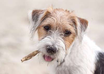 狗 梗犬 小狗 纯种 忠诚 生物 友好的 纯种狗 惬意