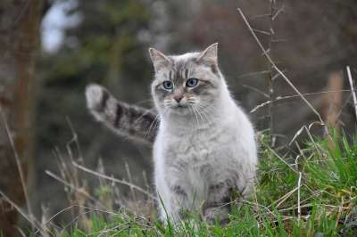猫 猫科动物 动物 哺乳动物 胡同猫 家畜 猫蓝色的眼睛 阴云