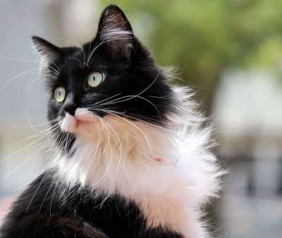 燕尾服猫 小猫 猫科动物 佐罗 动物 可爱的 宠物 基蒂 毛皮
