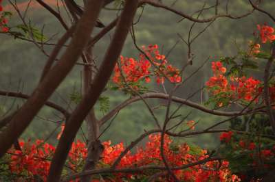 大自然壁纸 自然壁纸 高清壁纸 花朵 红色花 森林 树木 景观