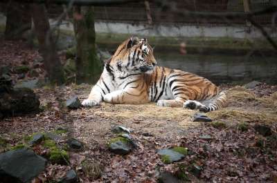 老虎 野生动物 猫咪 野生 动物