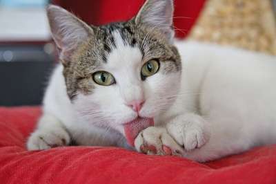 猫 猫科动物 动物 家畜 猫看 老虎 宠物 灰色 躺着的猫 看