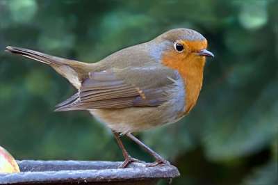 鸟 知更鸟 Erithacus Rubecula 花园 觅食