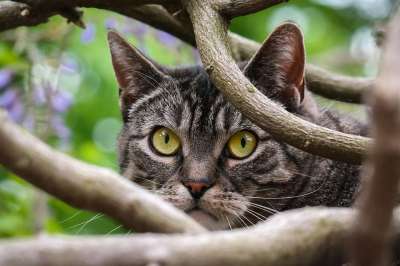 猫 手表 爬 细心 警惕的 分行 老虎 英国短毛猫 家猫 树