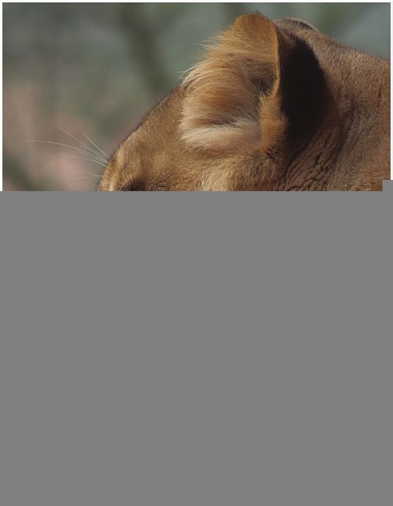 狮子 肖像 捕食者 猫 母狮 头 大猫 大 食肉动物 荒野