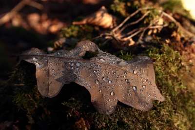秋叶 橡树叶 露珠 水滴 森林地面 苔藓