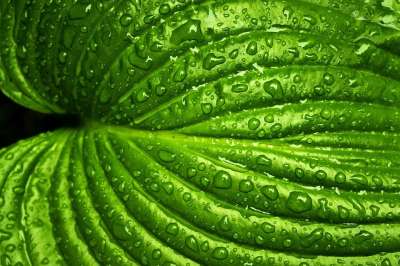 叶子 雨 春天 自然 绿色 植物 有天赋的人 水 湿的 环境