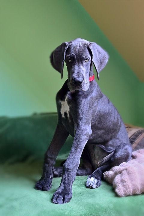狗 狗品种 大 小狗 巨大的尺寸 德国的品种 家的狗 大丹犬