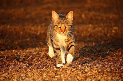 猫 落下 家猫 虎猫 鲭鱼 小猫 秋叶 大花猫 猫脸 暮光