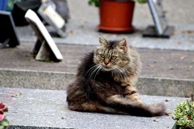 猫 猫科动物 哺乳动物 动物 可爱 毛皮 老虎 小胡子 肖像