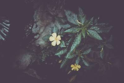 花 树叶 树 美术 绘画 卡片 装饰 颜色 户外 精美的