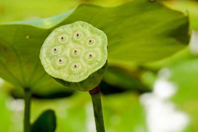 莲花 花 开花 褪色 植物 水生植物 池塘植物 池塘 夏天