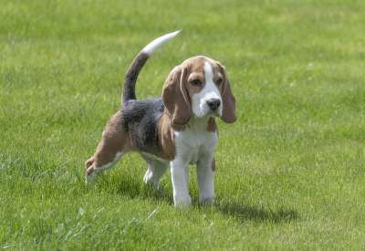 比格犬 狗 小狗 宠物 可爱的 肖像 哺乳动物 绿色的肖像