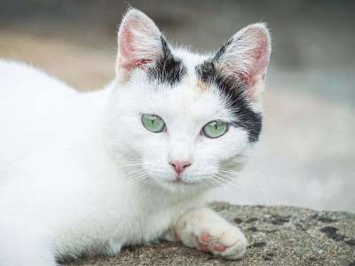 猫 眼睛 家畜 动物 肖像 看法 脸 小猫 猫眼 猫脸