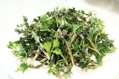 艾蒿 春天 药材 艾蒿 艾蒿 艾蒿 艾蒿 艾蒿