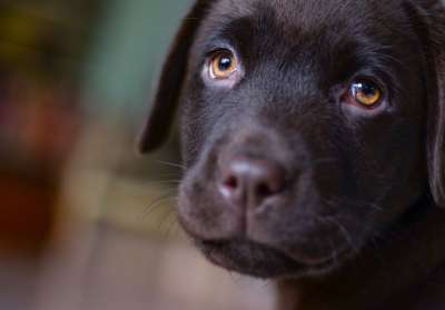 年轻 拉布拉多犬 小狗 棕色 狗 宠物 动物 猎犬 可爱的