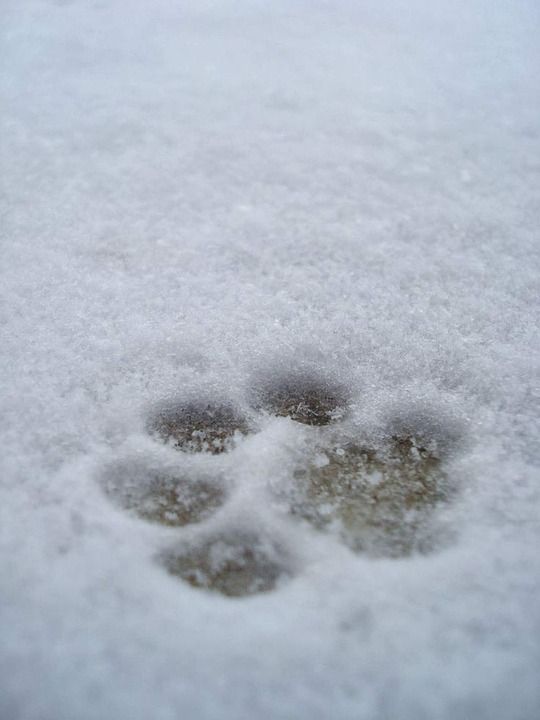 印记 爪子印 雪 打印 爪子 狗 冬天 下雪的 猫 动物