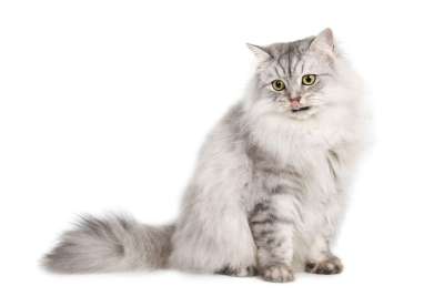 猫咪 宠物 动物 Katze 哺乳动物 猫咪 猫咪 猫咪 猫咪