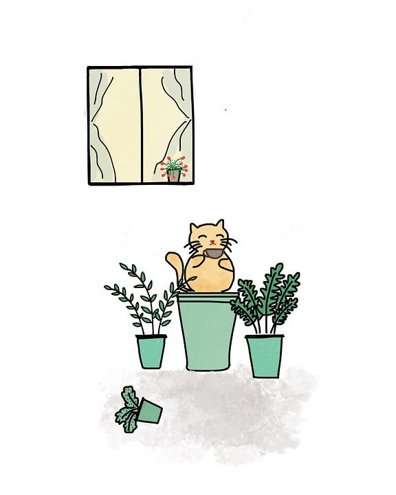 猫 咖啡 窗户 植物 种植者 绿色 花盆 快乐的猫 早晨咖啡
