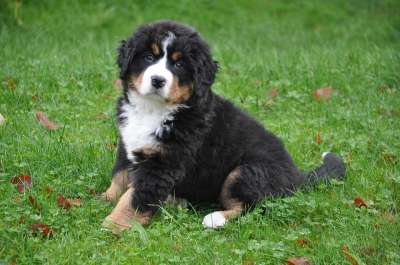 伯恩山犬 狗 大狗 动物 绿色 自然 家庭