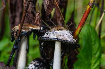 蘑菇 叮叮当当 森林地面 树叶 落下 多彩多姿的 绿色 食用