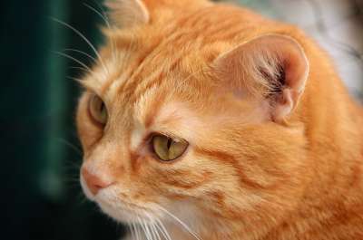 猫 宿醉 红色的 可爱的 鲭鱼 老虎 舒适 动物 家猫 毛皮