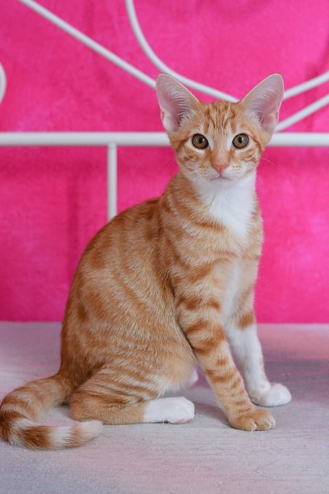 猫 家畜 老虎 红猫 鲭鱼 年轻的猫 家猫 小猫 宿醉