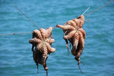 章鱼 鱿鱼 海鲜 鱼 海 钓鱼 地中海美食 八达通 食物