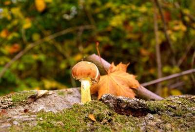 蘑菇 菌 苔藓 落下 树叶 森林 自然 秋天