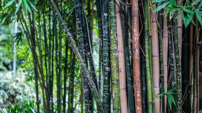 竹子 植物 自然 植物群 树木 森林 特写 竹子 竹子 竹子
