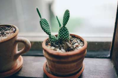 抽象 背景 美丽的 蓝色的 植物学 棕色 气泡 仙人掌 干净的