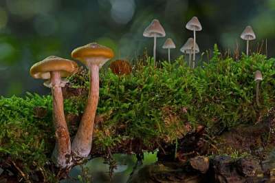 蘑菇 小蘑菇 海绵 苔藓 森林 迷你蘑菇