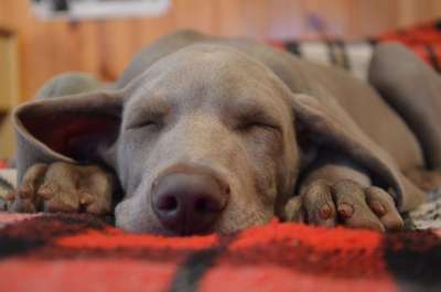 狗 小狗 枪口 动物 柔情 甜 眼睛 宠物 头发 自然 猎犬