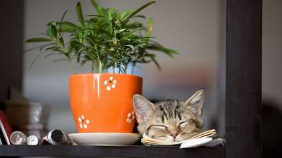 锅 桌面 植物群 叶子 表 猫 花 桌面 桌面 桌面 桌面
