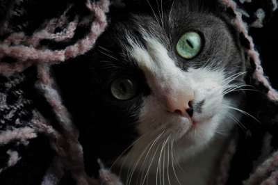 猫 头发 胡子 隐 伤心 雄猫 看 动物 动物肖像 猫的眼睛