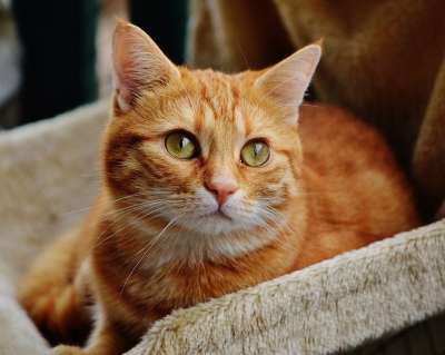 猫 宿醉 红色的 可爱的 鲭鱼 老虎 舒适 动物 家猫 毛皮