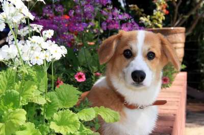 狗 小狗 花朵 柯基犬