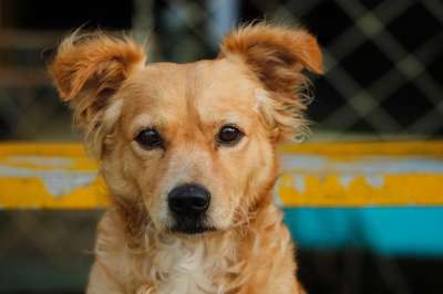 狗 犬类 哺乳动物 吉祥物 动物 毛茸茸 肖像