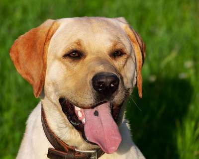 狗 混种狗 拉布拉多 动物 年轻的狗 家畜 狗看 细心 家犬