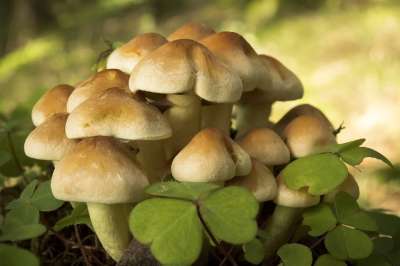 蘑菇 三叶草 自然 落下 森林地面 森林 关闭 宏